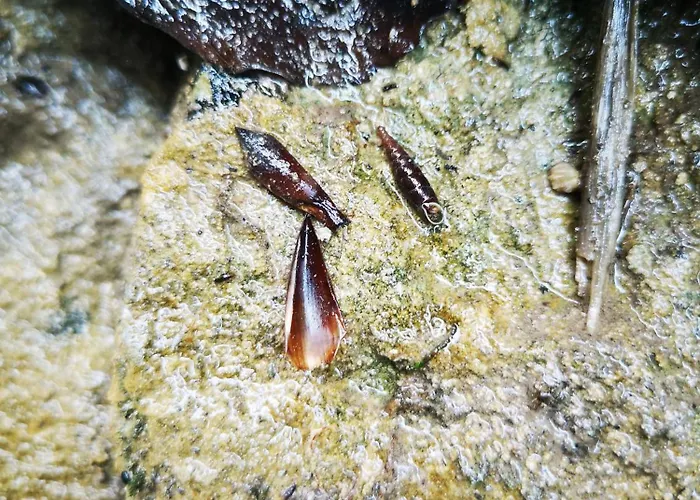 Appartement Kiara Apartments&rooms