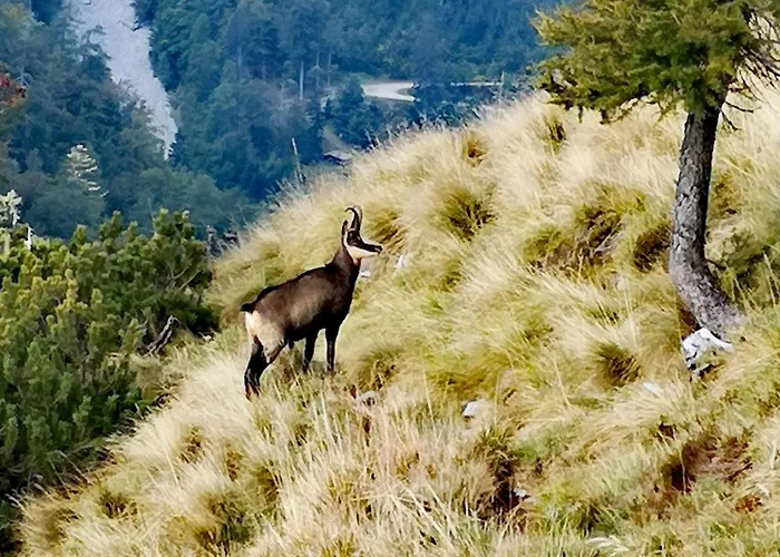 Kiara Apartments&rooms Appartement Jesenice